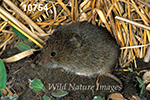 Microtus pennsylvanicus, Meadow Vole